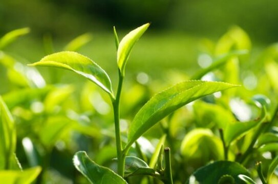 Tea bush